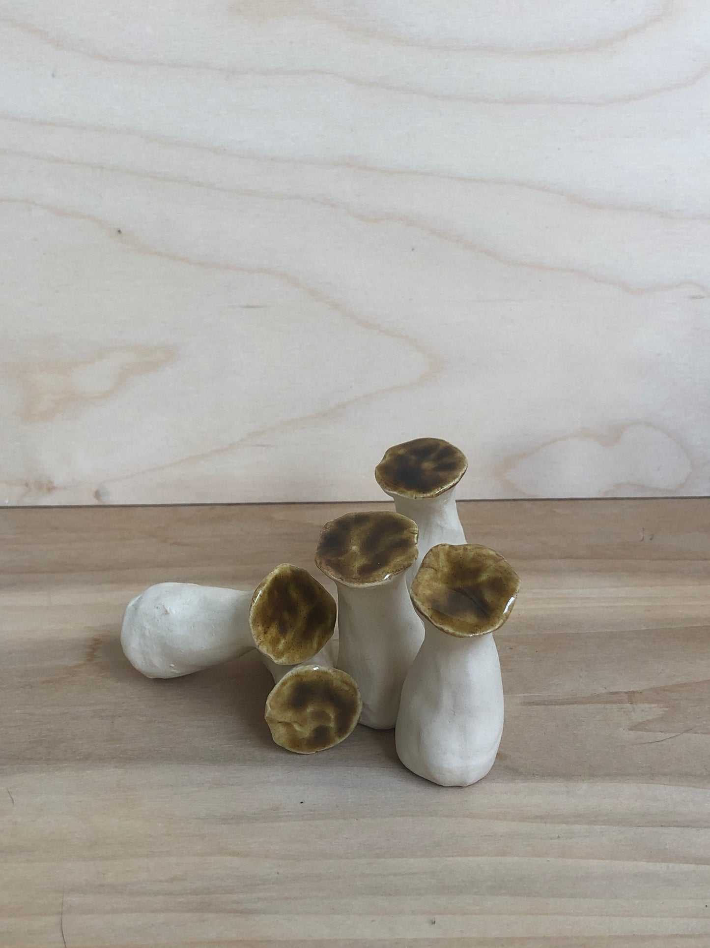 Mini Oyster Mushroom